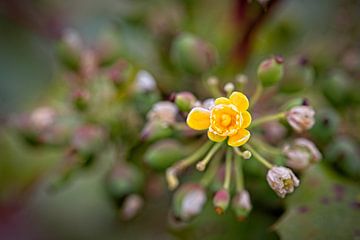 Gele Mahonie bloem van Rob Boon