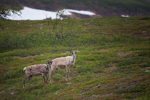 Rendieren in het wild