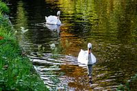 Zwanen in het park
