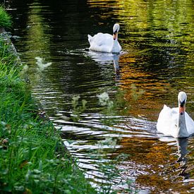Swans in the park von Henri Witteveen