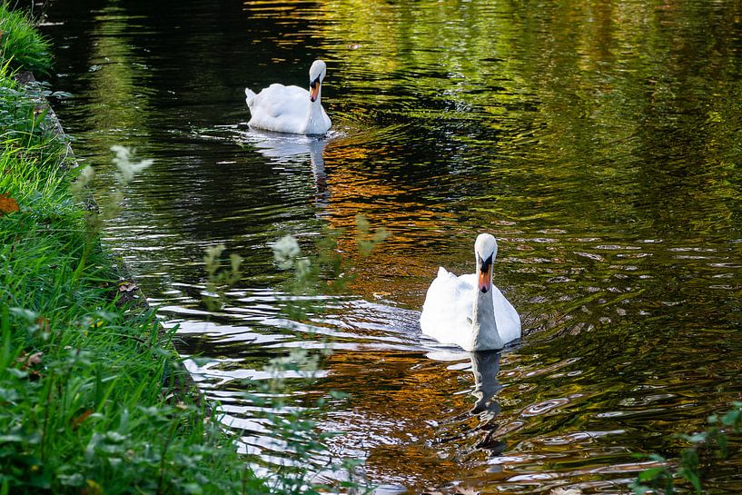 Zwanen in het park von Henri Witteveen