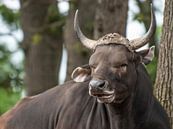 banteng : Koninklijke Burgers' Zoo van Loek Lobel thumbnail