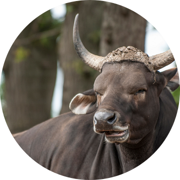 banteng : Koninklijke Burgers' Zoo van Loek Lobel