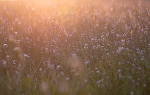 Feld mit sonnigen Blumen