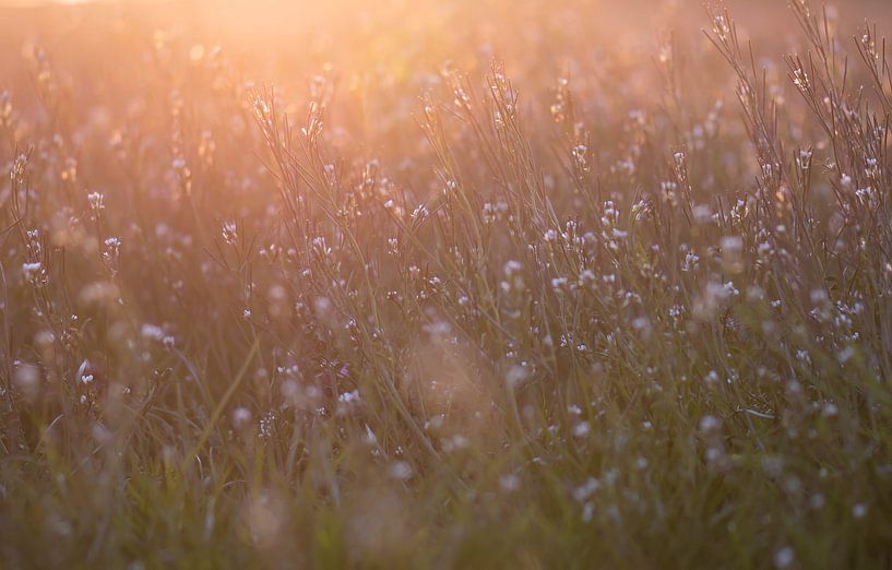 Feld mit sonnigen Blumen von Tania Perneel