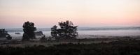 Morgennebel über der Edese-Heide