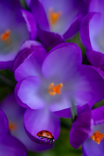 Balance at the Floral Edge by Kim Heilema Fotografie