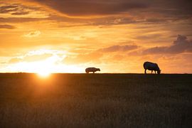 Sheep on the  dike by Laura Bosch