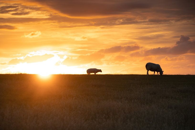 Sheep on the  dike by Laura Bosch