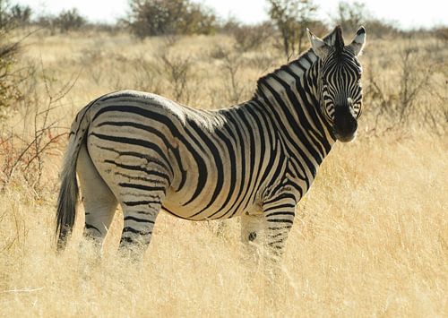 Zebra in Namibië, Afrika
