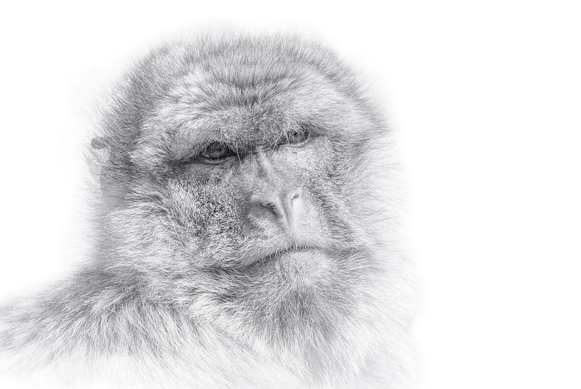 Berber Aap by Ron Meijer Photo-Art