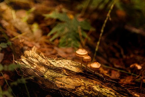 Champignons magiques en bronze dans les bois