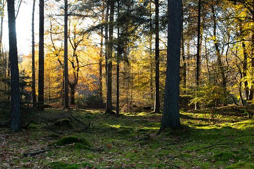 Sonniger Herbst Foto Waldmuskel