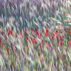 Tanzende Mohnblumen im Mais von Jannie Looge