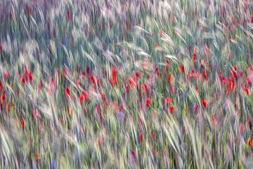 dancing poppies in the corn by Jannie Looge