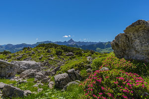 Alpenrosenblüte (Rhododendron), Koblat am Nebelhorn, dahinter der Hochvogel, 2592m, Allgäuer Alpen