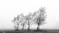 Vier bomen in de mist