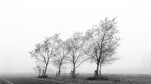 Vier bomen in de mist