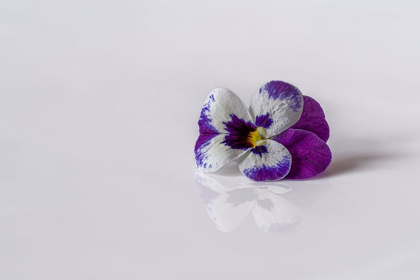 Viooltje minimalistisch en romantisch par John van de Gazelle fotografie