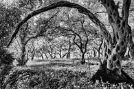 Parga olive grove in black & white van Peter van Eekelen thumbnail