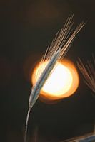 Wheat with setting sun in the background