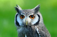 Hallo meneer de uil