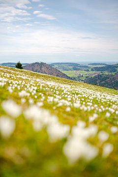 eine Wiese aus weißen Krokussen am Hündle bei Oberstaufen von Leo Schindzielorz