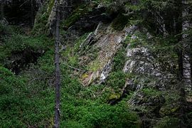 Wald von Thomas Jäger