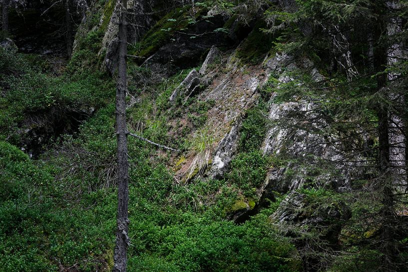 Forest by Thomas Jäger