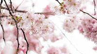 Spring fever