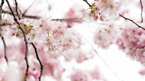 La fièvre du printemps