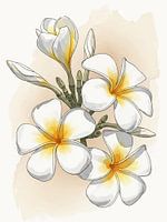 Weiße Frangipani Aquarell Tropische Botanische Kunst