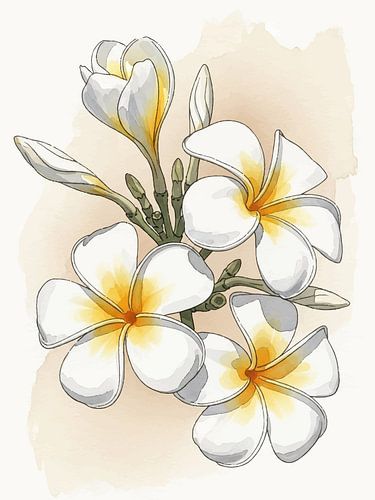 White Frangipani Watercolor Tropical Botanical Art