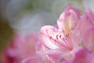 Pink flower of rhododendron by Karla Leeftink thumbnail