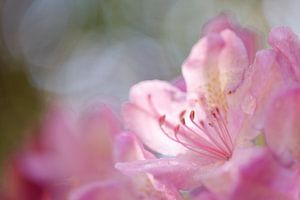 Rosa Rhododendron-Blume von Karla Leeftink