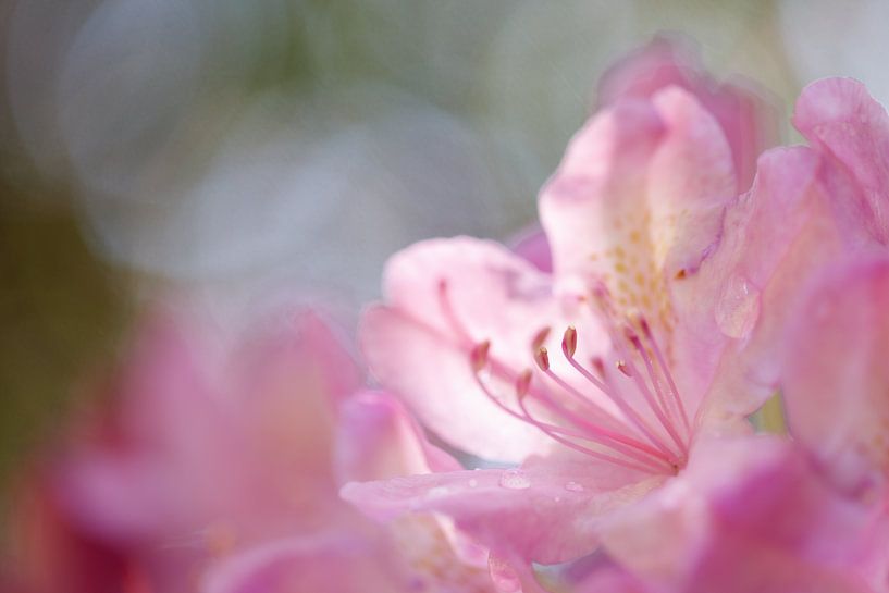 Roze bloem van rododendron van Karla Leeftink