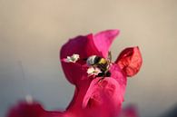 Hommel in een bloem  von Maartje de Roij Miniaturansicht