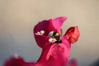 Hommel in een bloem 