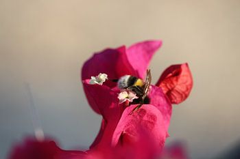 Hommel in een bloem 