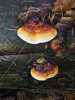 Colorful red-edged wood mushroom on a tree trunk