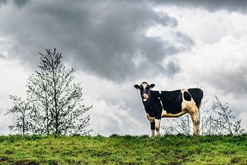 Cow by Thomas van der Willik