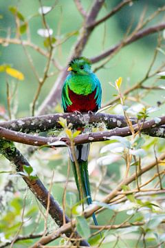 Quetzal by Merijn Loch