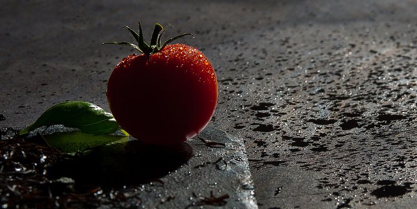 Tomato by Jos Verhoeven