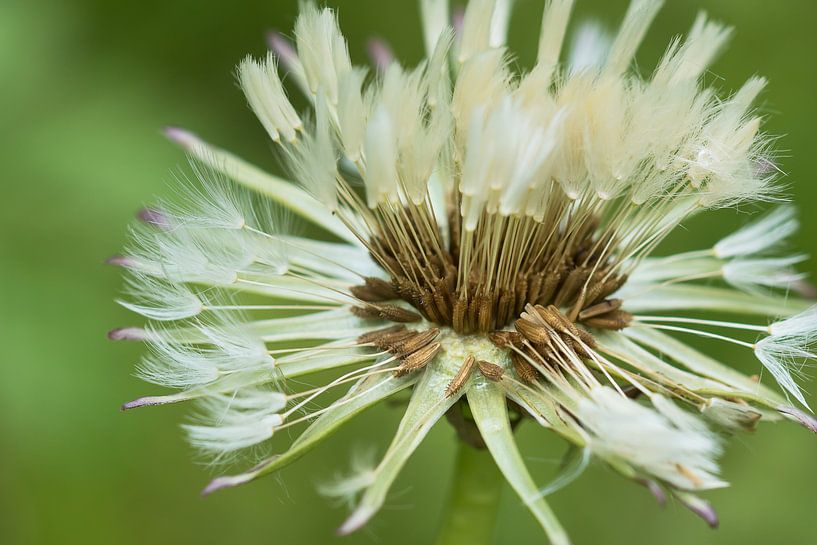 Fluffy Dandelion by André Scherpenberg