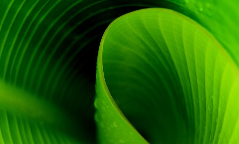 Feuille de lys de Canna par Werner Lehmann