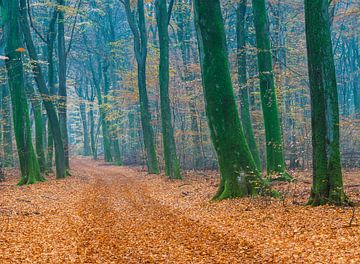 Herfstkleuren in het bos van Michel Knikker