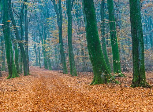 Herfstkleuren in het bos