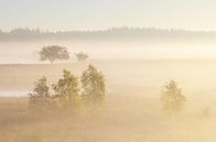 Foggy sunrise Duurswouderheide (Netherlands) by Marcel Kerdijk thumbnail