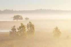 Mistige zonsopkomst Duurswouderheide (Nederland)