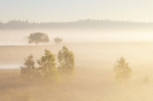 Foggy sunrise Duurswouderheide (Netherlands)